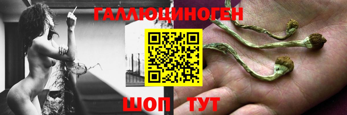 Псилоцибиновые грибы Psilocybe Казань